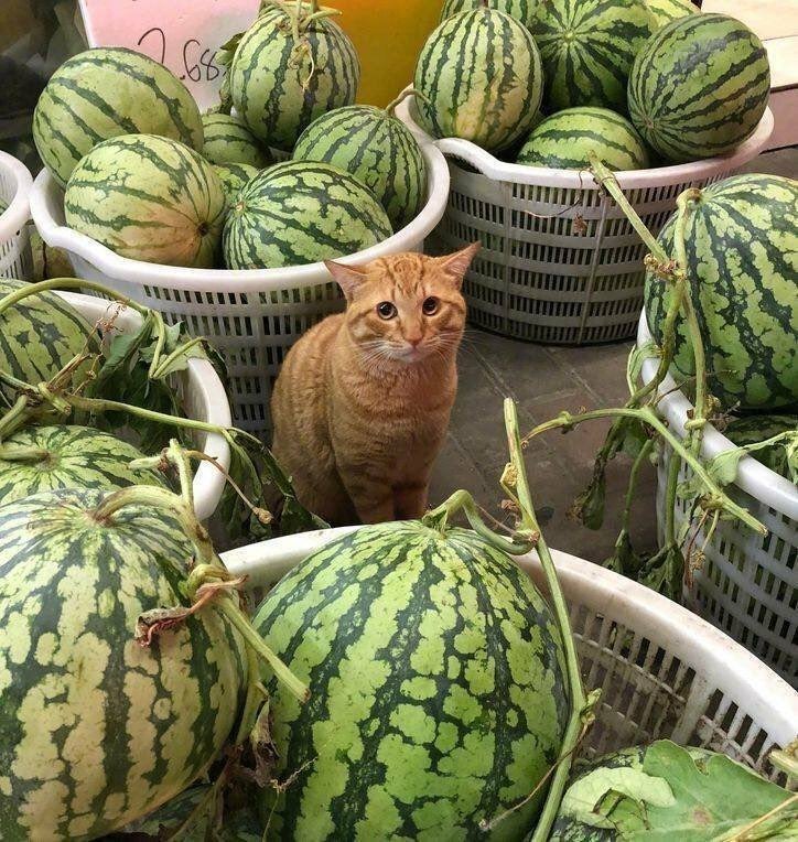 The melons are causing a c o n c e r n.