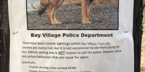 The mere sighting of a coyote is not a reason to call the Police department.