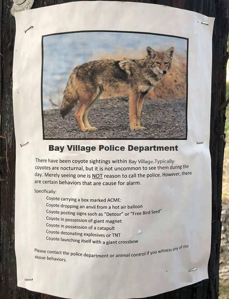 The mere sighting of a coyote is not a reason to call the Police department.
