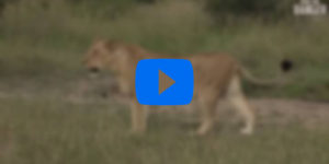 Lion cubs ambush and slay their own mother.
