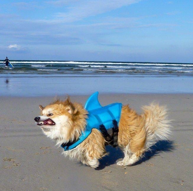 Rare picture of the furious land shark.