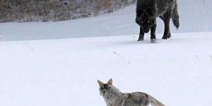 Coyotes meeting  recently reintroduced wolves.