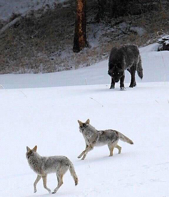 Coyotes meeting  recently reintroduced wolves.