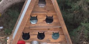 Cat hostel for feral cats in Portugal.