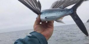 What a flying fish looks like up close.