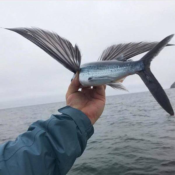 What a flying fish looks like up close.