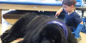 Meet Bonner, the grand therapy dog at Children’s Hospital.