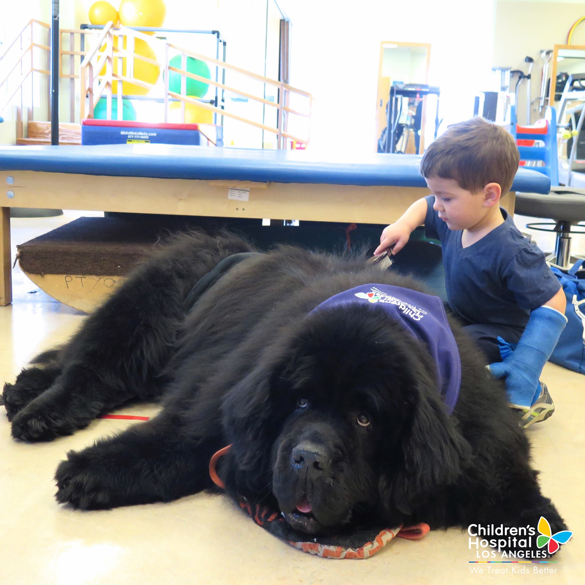 Meet Bonner, the grand therapy dog at Children's Hospital.