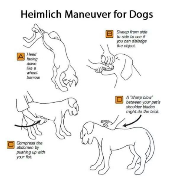 PSA: Heimlich maneuver for dogs