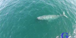 Humpback whale speaks Unicorn.