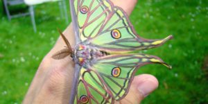 A Spanish moon moth