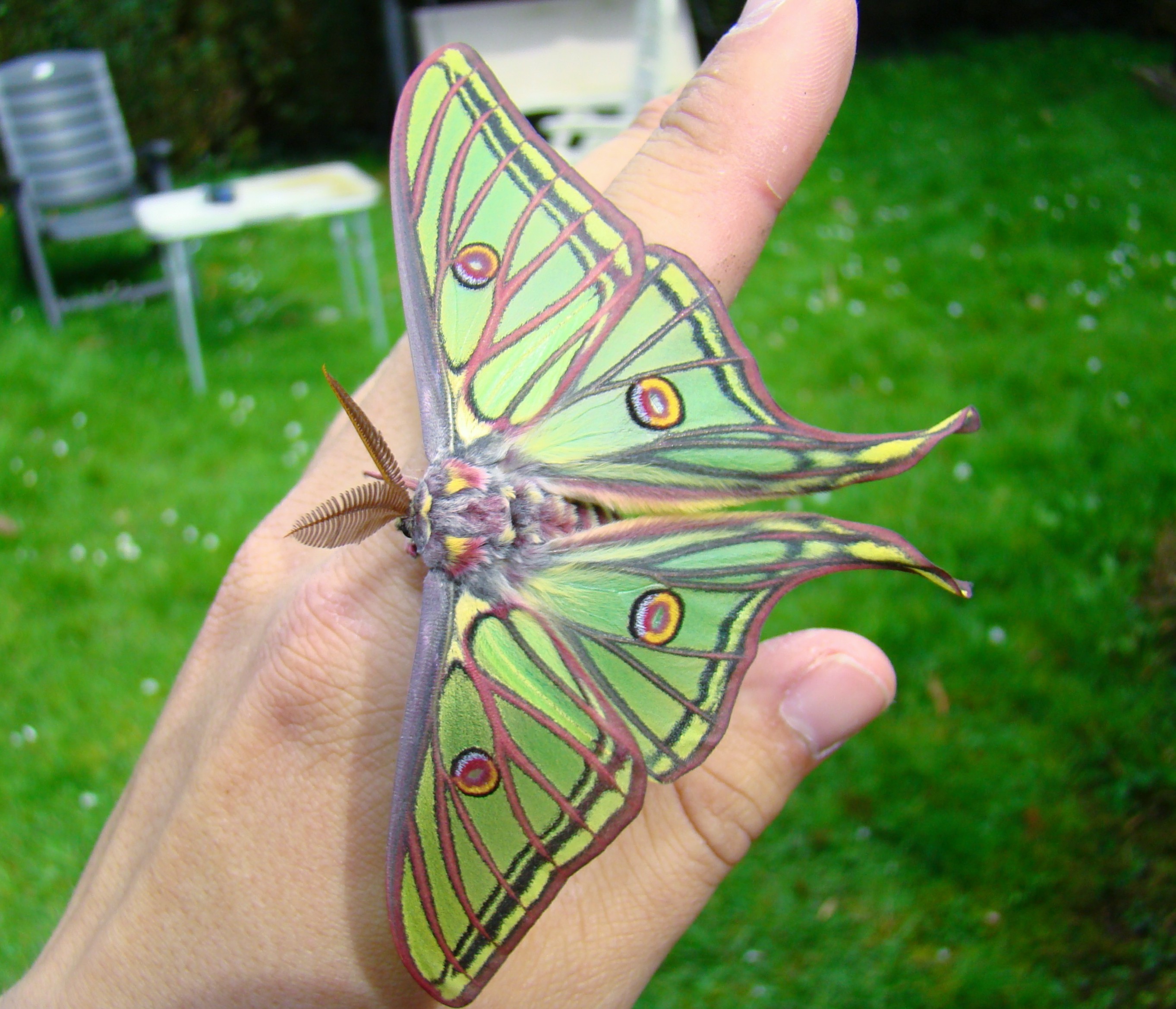 A Spanish moon moth