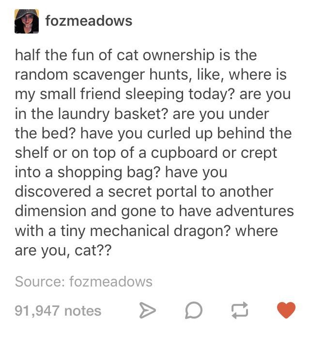 Being a cat owner
