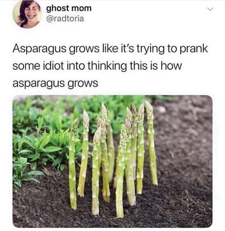 Look at me, I'm asparagus... probably.