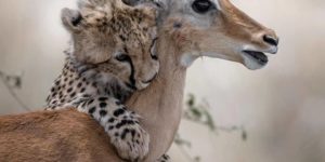 Safari daycare can get a little rambunctious…
