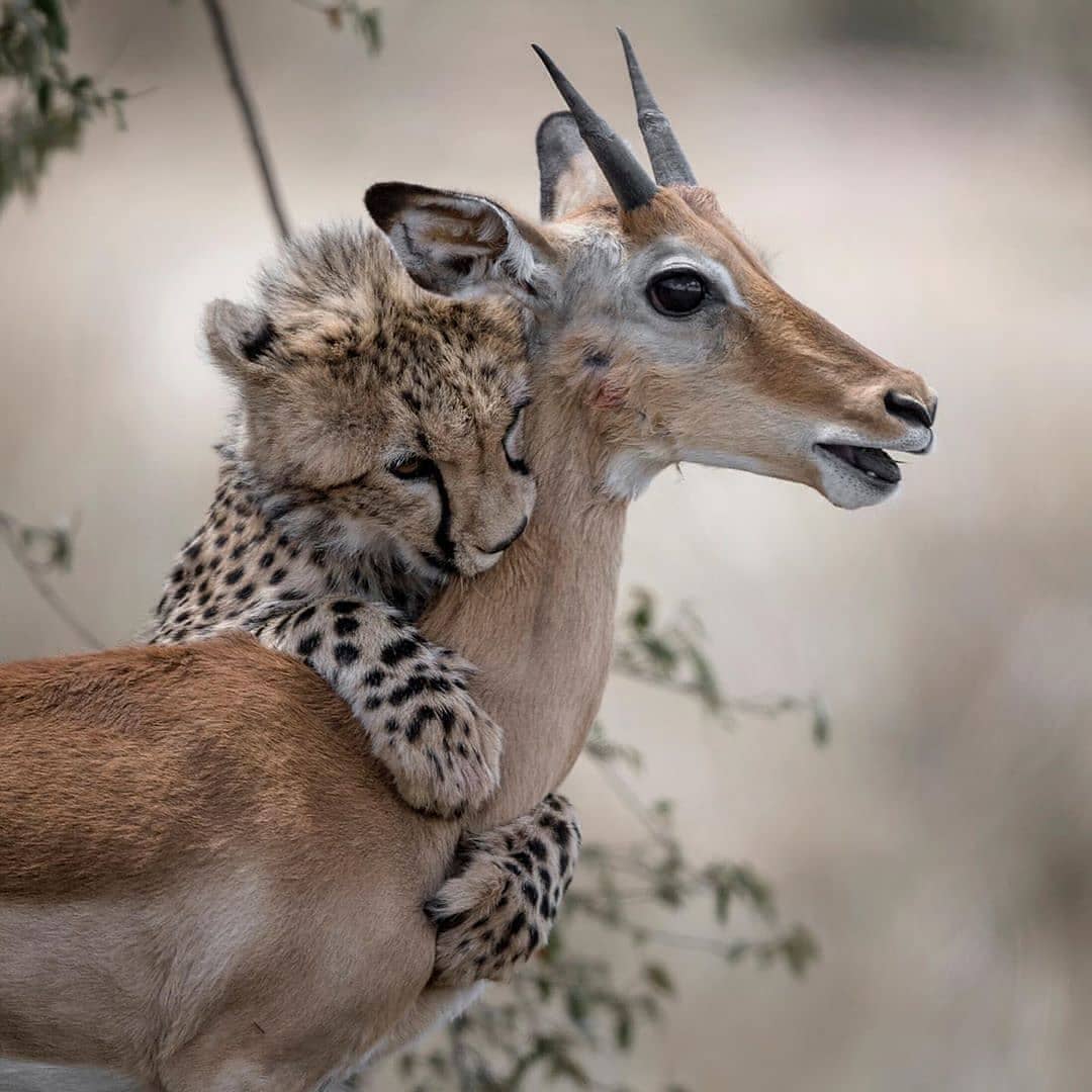 Safari daycare can get a little rambunctious...