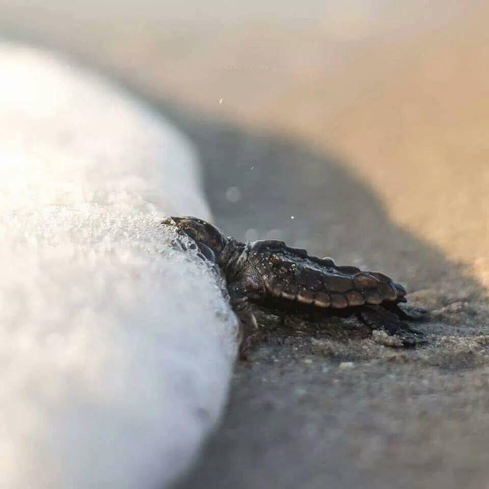 Fresh turtle having his first Big Gulp