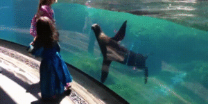Sea lion notices girl eating cement.