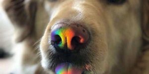 Rainbow bleps