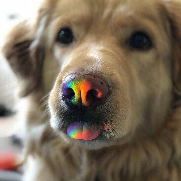 Rainbow bleps