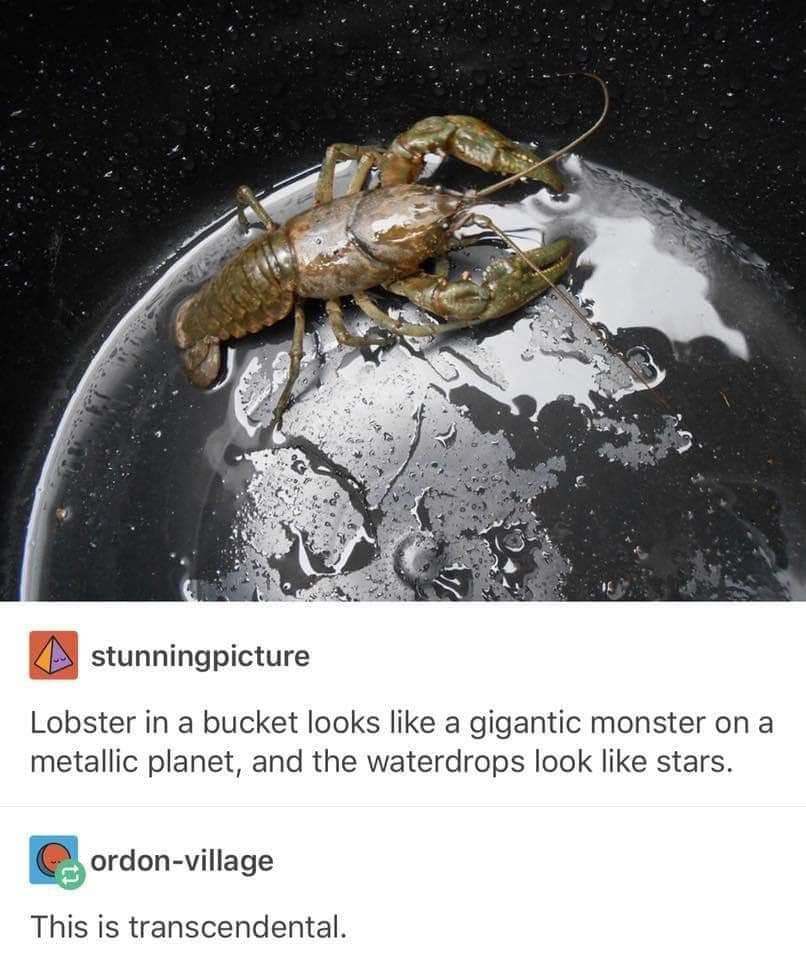 Space lobster rules the globe.