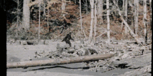 Bigfoot images stabalized