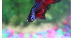 The Betta does emote.