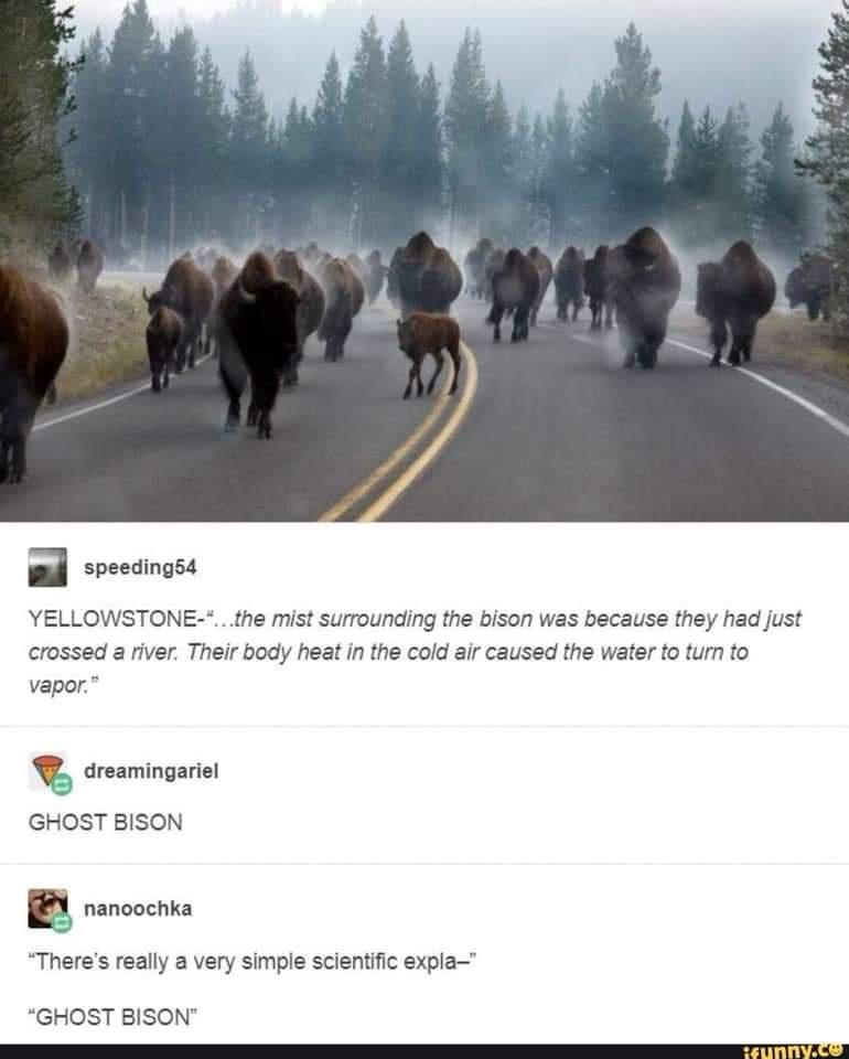 The Specter of bison.
