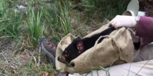 Tasmanian devil re-trapped immediately after being released.