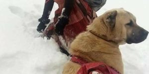 A Turkish shepherd girl carries a newborn goat and its mother with her dog