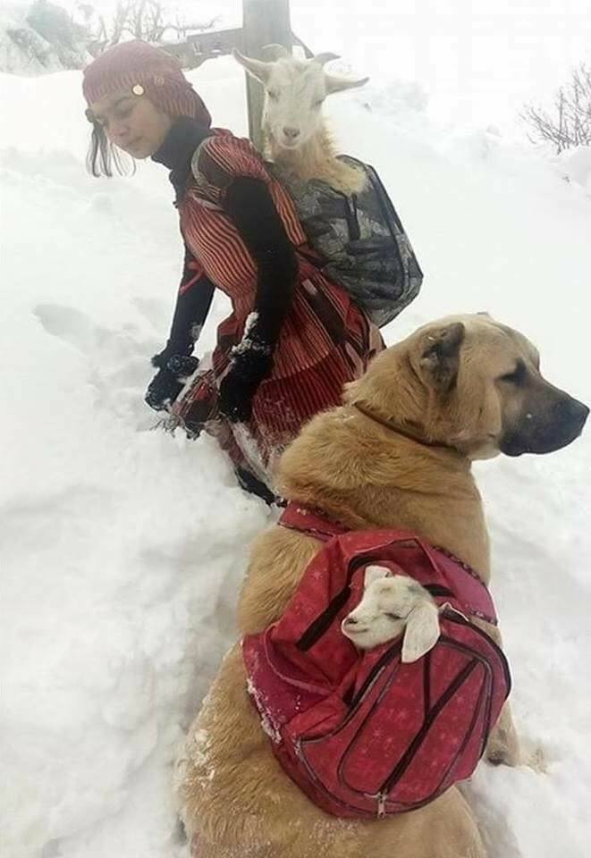 A Turkish shepherd girl carries a newborn goat and its mother with her dog