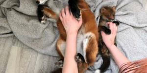 Belly rubs are a universal good time.