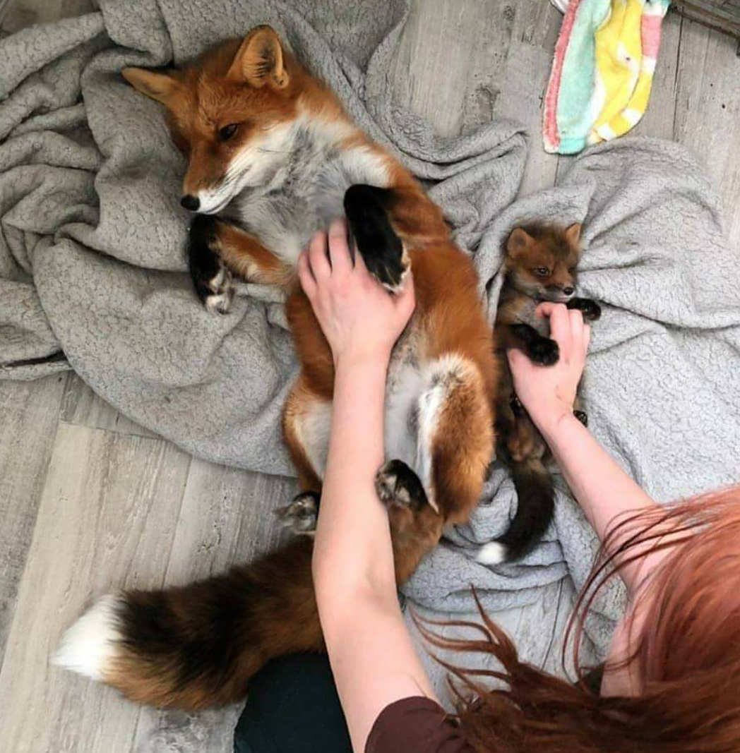 Belly rubs are a universal good time.