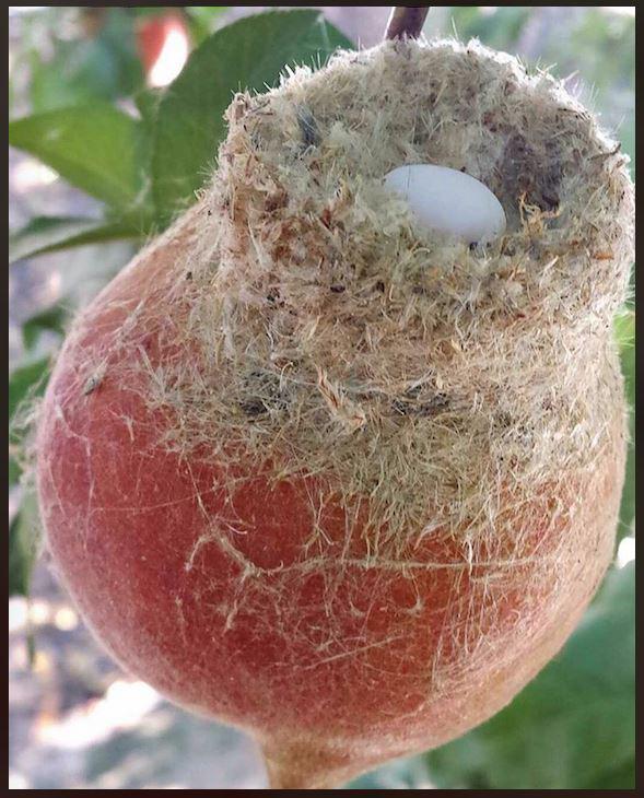 A hummingbird nest on a peach.