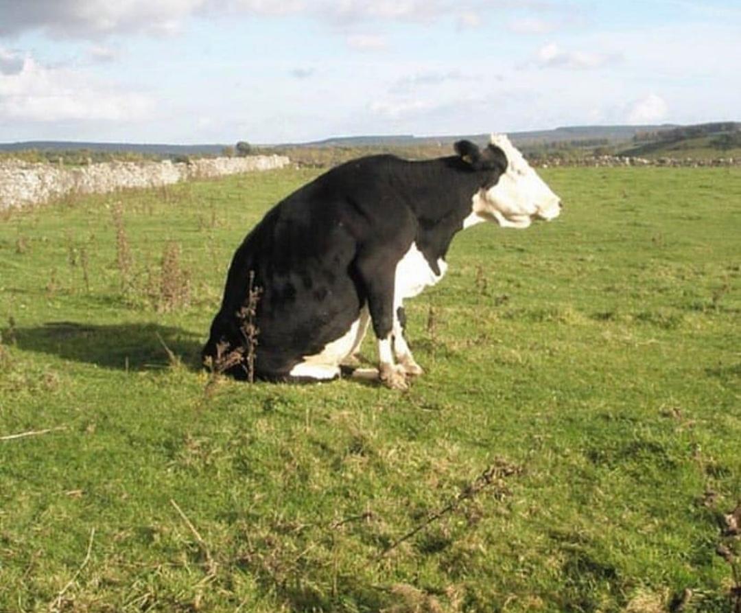 Cows can be good boys too.