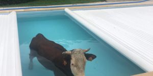 Hey Maud, there’s a cow in the pool.
