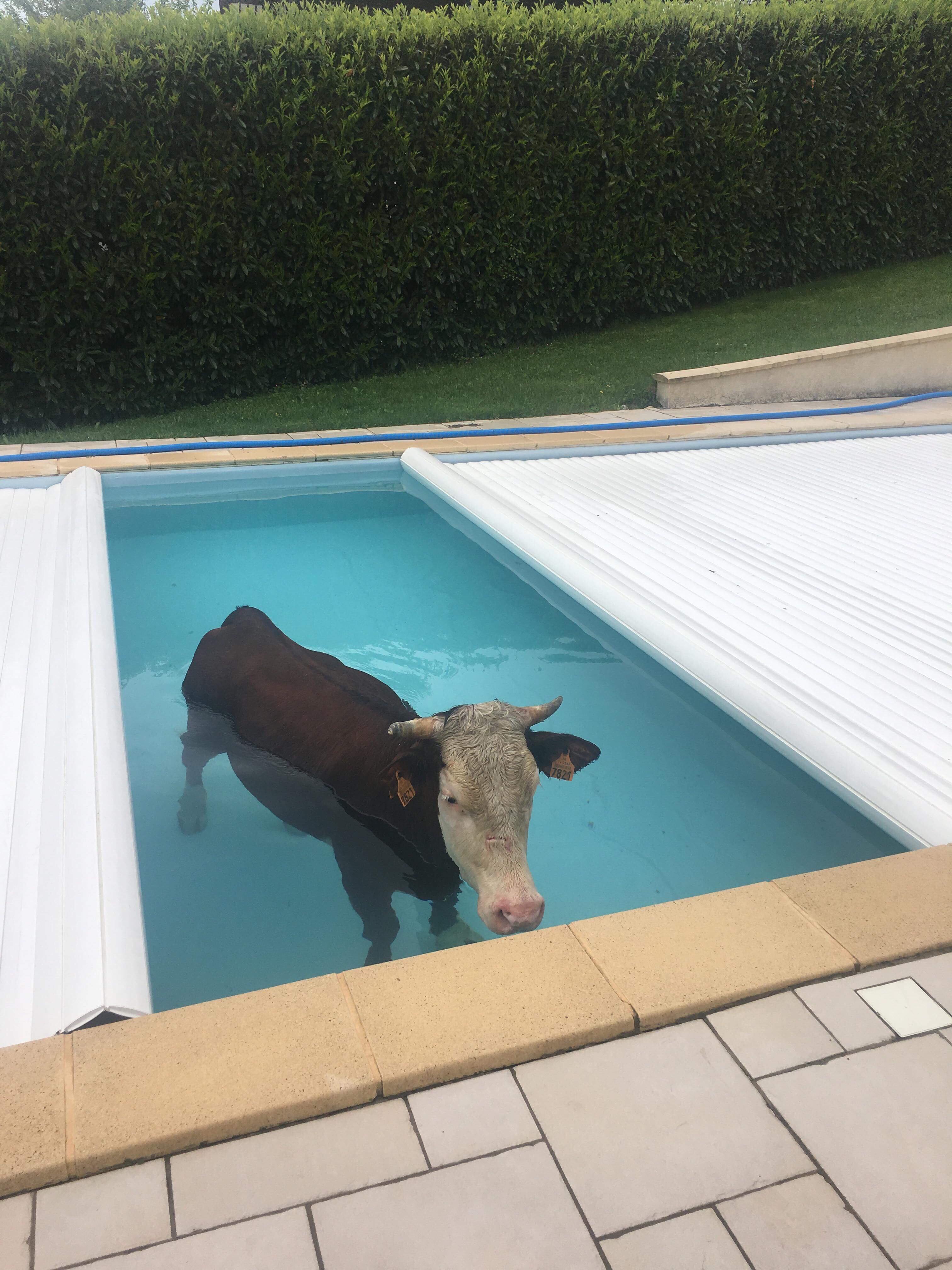Hey Maud, there's a cow in the pool.