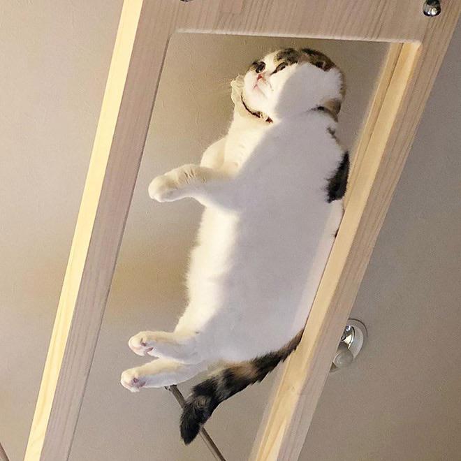 Pressed cat.