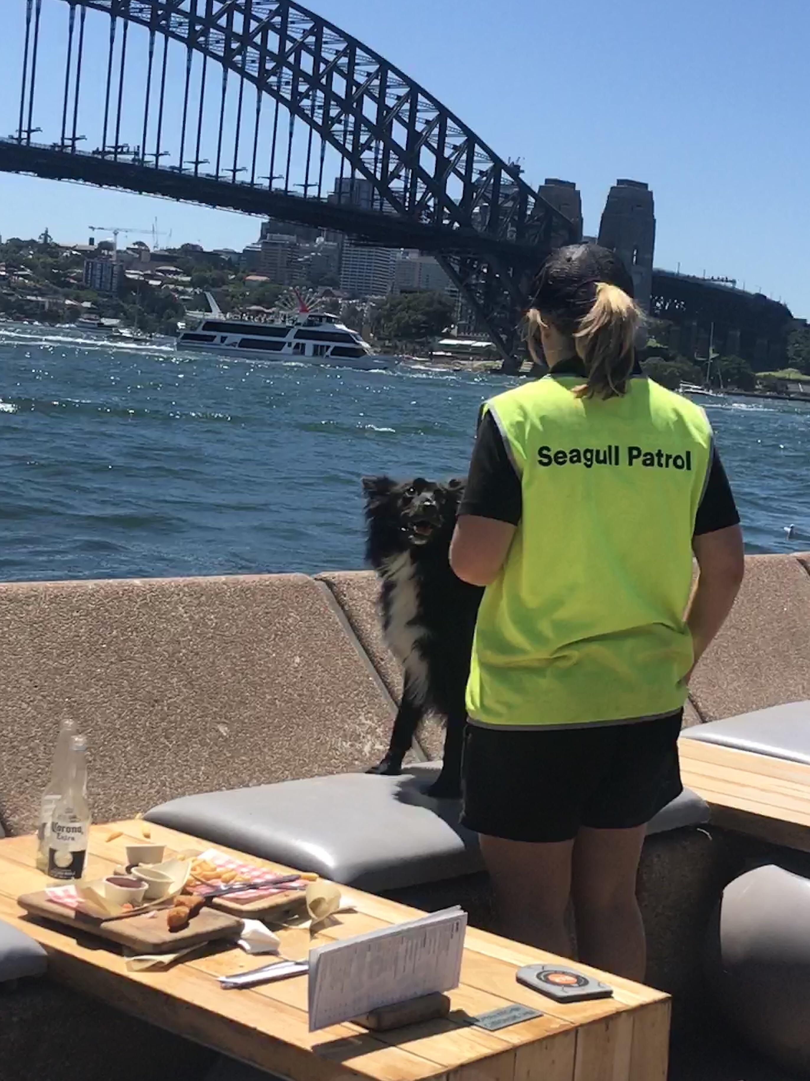 Sydney Harbour has seagull patrol border collie who herds seagulls away from patrons