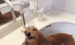 Doggy loves to shower.
