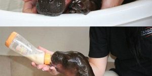 Harry The Tiny Baby Hippo