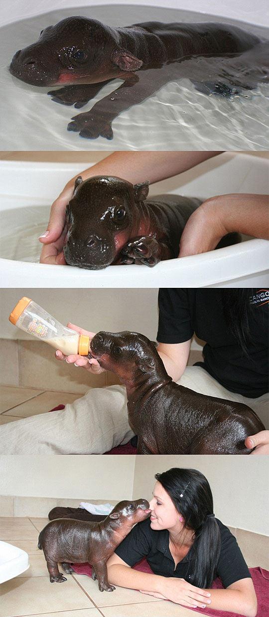 Harry The Tiny Baby Hippo
