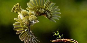Bird vs. Praying Mantis.