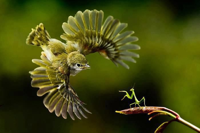 Bird vs. Praying Mantis.