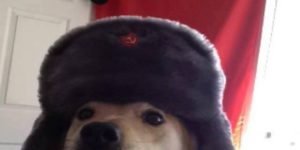 Commiedoge