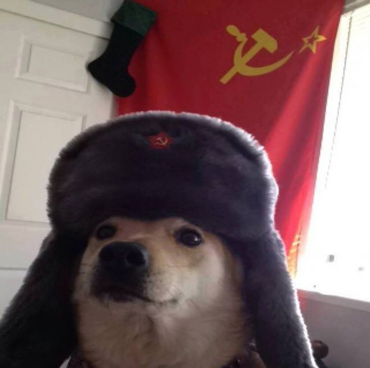 Commiedoge