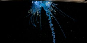 A bluebottle (Portuguese man o’ war) in the Pacific Ocean