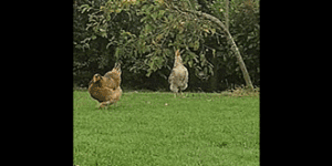 Hen has hops