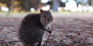This quokka looks like he’s ready to guide you on a special quest.