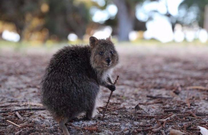 This quokka looks like he's ready to guide you on a special quest.
